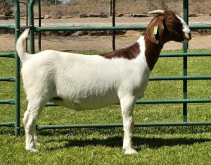 1X BOER GOAT FLOCK DOE PW Botha Boerbokstoet