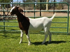 1X BOER GOAT FLOCK DOE PW Botha Boerbokstoet