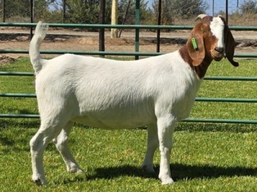 1X BOER GOAT FLOCK DOE PW Botha Boerbokstoet