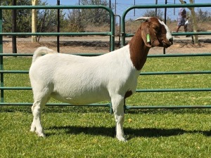 1X BOER GOAT FLOCK DOE PW Botha Boerbokstoet