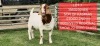 1X BOER GOAT FLOCK BUCK Shongololo Boerbok Stoet