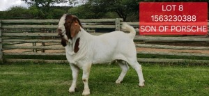 1X BOER GOAT FLOCK BUCK Shongololo Boerbok Stoet