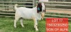 1X BOER GOAT FLOCK BUCK Shongololo Boerbok Stoet