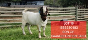 1X BOER GOAT STUD BUCK Shongololo Boerbok Stoet