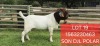 1X BOER GOAT FLOCK BUCK Shongololo Boerbok Stoet