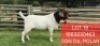 1X BOER GOAT FLOCK BUCK Shongololo Boerbok Stoet