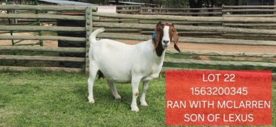 1X BOER GOAT PREGNANT STUD DOE Shongololo Boerbok Stoet