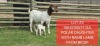 1X BOER GOAT STUD DOE + KID Shongololo Boerbok Stoet - 2