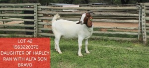 1X BOER GOAT FLOCK DOE Shongololo Boerbok Stoet