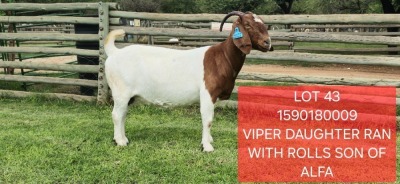 1X BOER GOAT PREGNANT FLOCK DOE Shongololo Boerbok Stoet