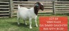 1X BOER GOAT FLOCK DOE Shongololo Boerbok Stoet