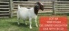 1X BOER GOAT FLOCK DOE Shongololo Boerbok Stoet