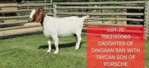 1X BOER GOAT PREGNANT STUD DOE Shongololo Boerbok Stoet