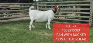 1X BOER GOAT PREGNANT STUD DOE Shongololo Boerbok Stoet