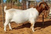 1X BOER GOAT FLOCK BUCK Witsand Boerbokstoet