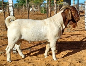 1X BOER GOAT FLOCK BUCK Witsand Boerbokstoet