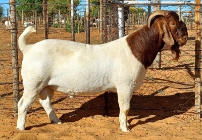 1X BOER GOAT FLOCK BUCK Witsand Boerbokstoet