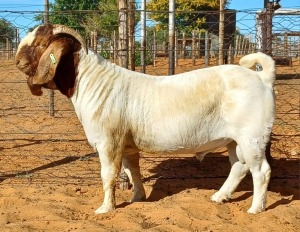 1X BOER GOAT STUD BUCK Witsand Boerbokstoet