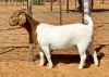 1X BOER GOAT STUD DOE Witsand Boerbokstoet