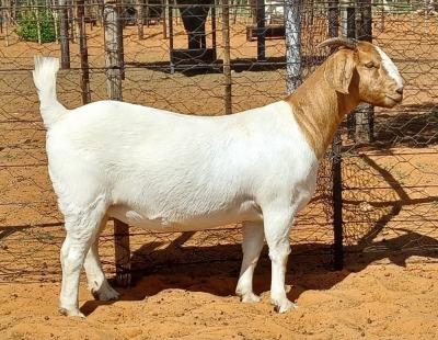 1X BOER GOAT STUD DOE Witsand Boerbokstoet