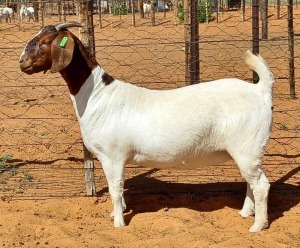 1X BOER GOAT STUD DOE Witsand Boerbokstoet