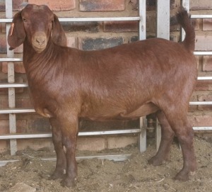 1 X OOI/EWE MYL 50 BOER GOAT & KALAHARI RED STUD - PS