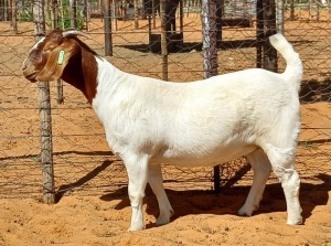 1X BOER GOAT FLOCK DOE Witsand Boerbokstoet