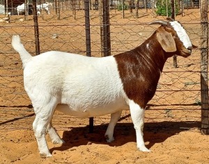 1X BOER GOAT FLOCK DOE Witsand Boerbokstoet