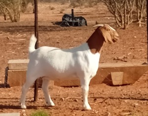 1X BOER GOAT FLOCK DOE Kalahari Kid Corporation