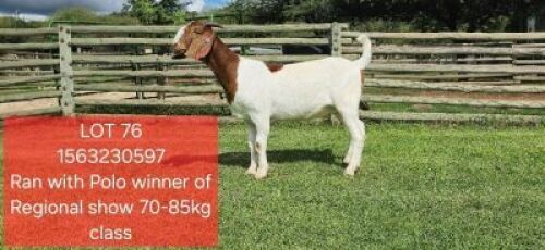 1X BOER GOAT PREGNANT FLOCK DOE Shongololo Boerbok Stoet