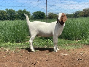 1X BOER GOAT PREGNANT STUD DOE Kalahari Futures