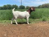 1X BOER GOAT FLOCK DOE Kalahari Futures