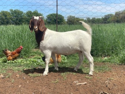 1X BOER GOAT FLOCK DOE Kalahari Futures