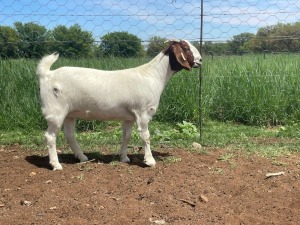 WITHDRAWN - 1X BOER GOAT DOE Kalahari Futures