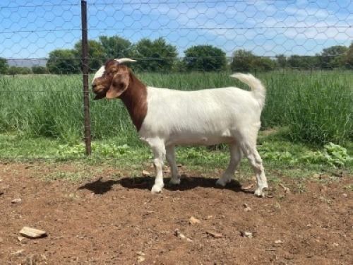 1X BOER GOAT PREGNANT FLOCK DOE Kalahari Futures