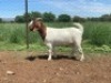 1X BOER GOAT PREGNANT FLOCK DOE Kalahari Futures