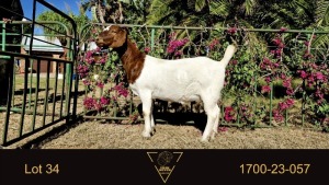 1X BOER GOAT FLOCK DOE Erik Meyer Boerbokstoet