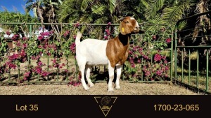 1X BOER GOAT FLOCK DOE Erik Meyer Boerbokstoet