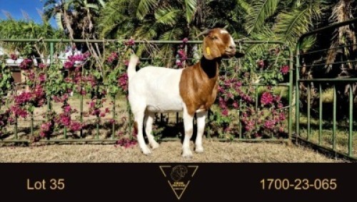 1X BOER GOAT FLOCK DOE Erik Meyer Boerbokstoet