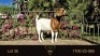 1X BOER GOAT FLOCK DOE Erik Meyer Boerbokstoet