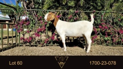 1X BOER GOAT FLOCK DOE Erik Meyer Boerbokstoet