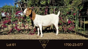 1X BOER GOAT FLOCK DOE Erik Meyer Boerbokstoet