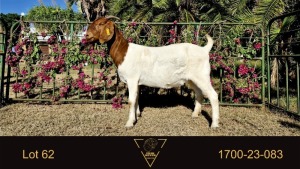 1X BOER GOAT FLOCK DOE Erik Meyer Boerbokstoet