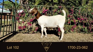 1X BOER GOAT FLOCK DOE Erik Meyer Boerbokstoet