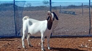 1X BOER GOAT FLOCK DOE Kalahari Kid Corporation