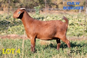 1 X OOI/EWE CMLW BOERDERY - S