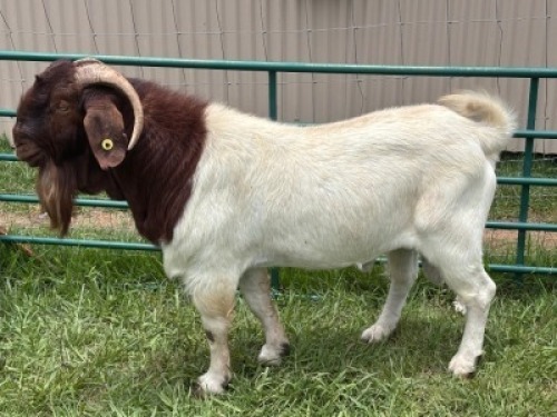 WITHDRAWN - 1X BOER GOAT BUCK Welgelegen Landgoed