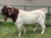 WITHDRAWN - 1X BOER GOAT BUCK Welgelegen Landgoed