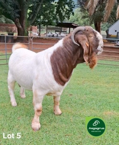 1X BOER GOAT FLOCK 21-215(S) BUCK Aegagrus Boerbok Stoet