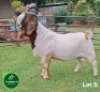 1X BOER GOAT FLOCK 21-215(S) BUCK Aegagrus Boerbok Stoet - 2